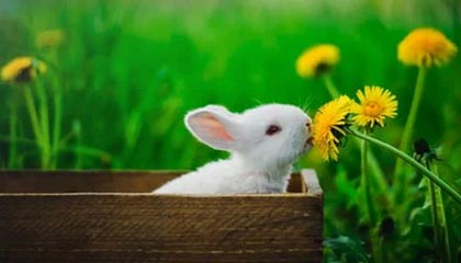 kaiyun开云·官方网站-爱尔兰政府加大对女子橄榄球投资力度，橄榄球爱尔兰和北爱尔兰