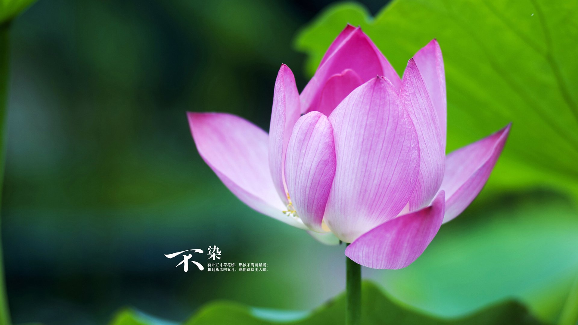 卢卡·乌兰多：胜负之外看技术，卢卡百科